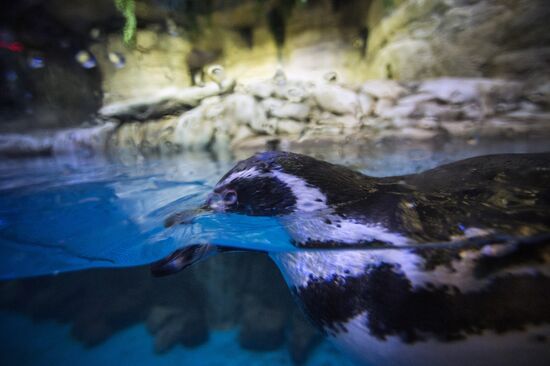 Дубайский Океанариум и подводный зоопарк