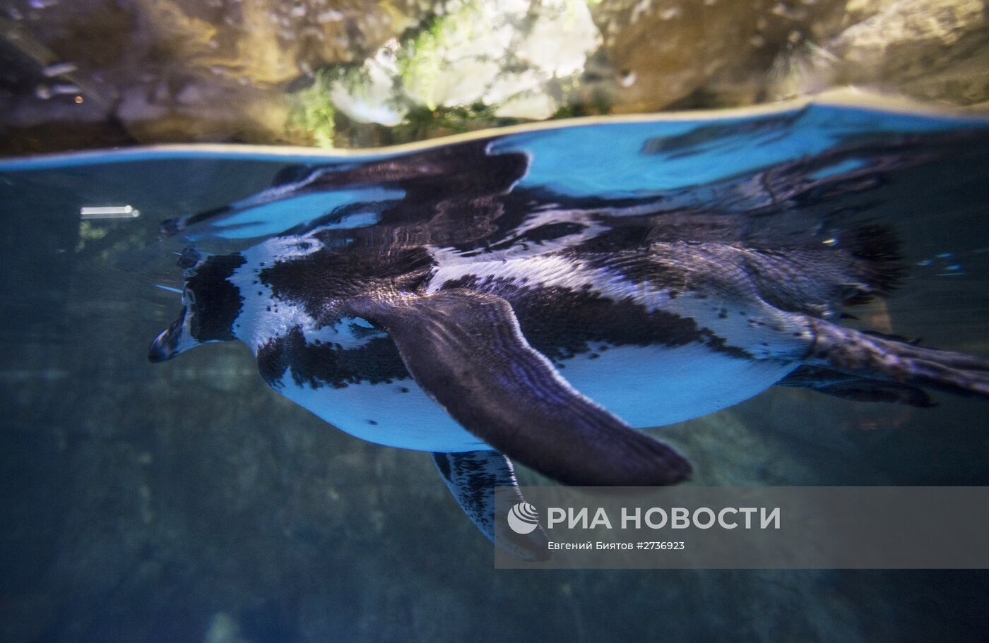 Дубайский Океанариум и подводный зоопарк
