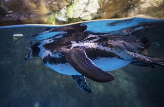 Дубайский Океанариум и подводный зоопарк