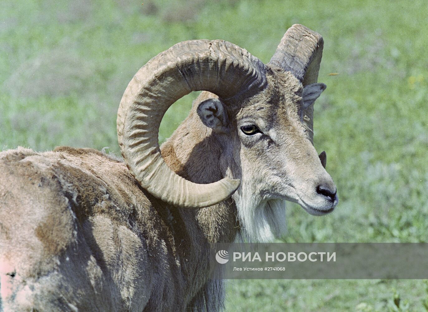 Бадхызский заповедник