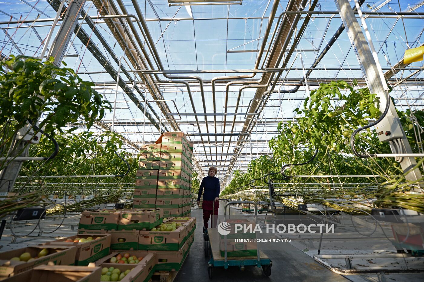 Тепличное хозяйство в Свердловское области