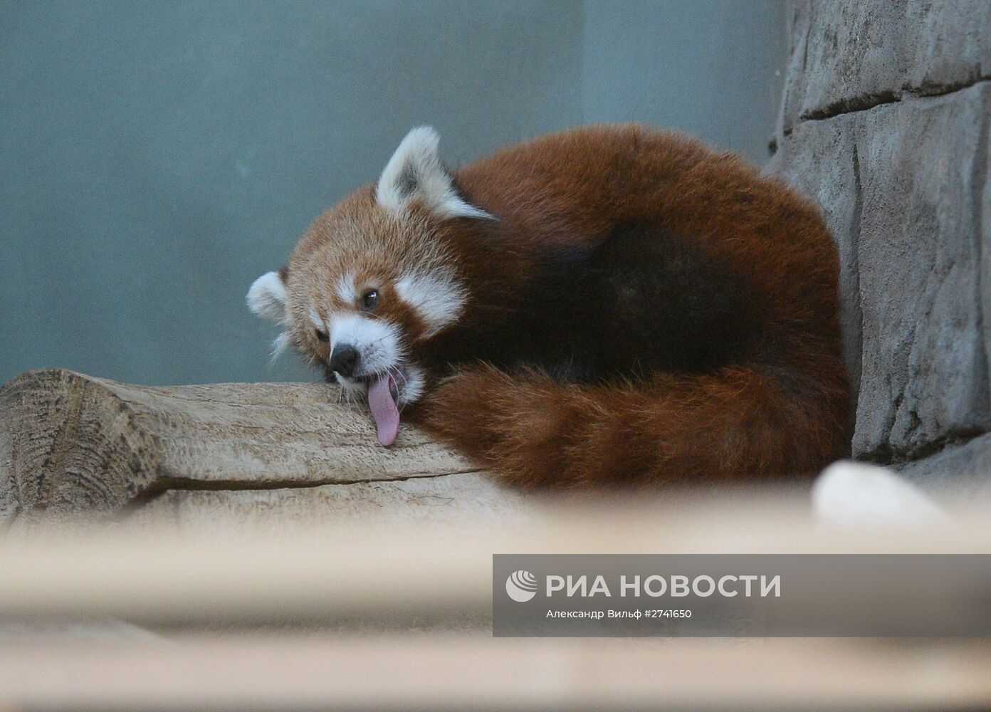 В Московском зоопарке появился самец красной панды