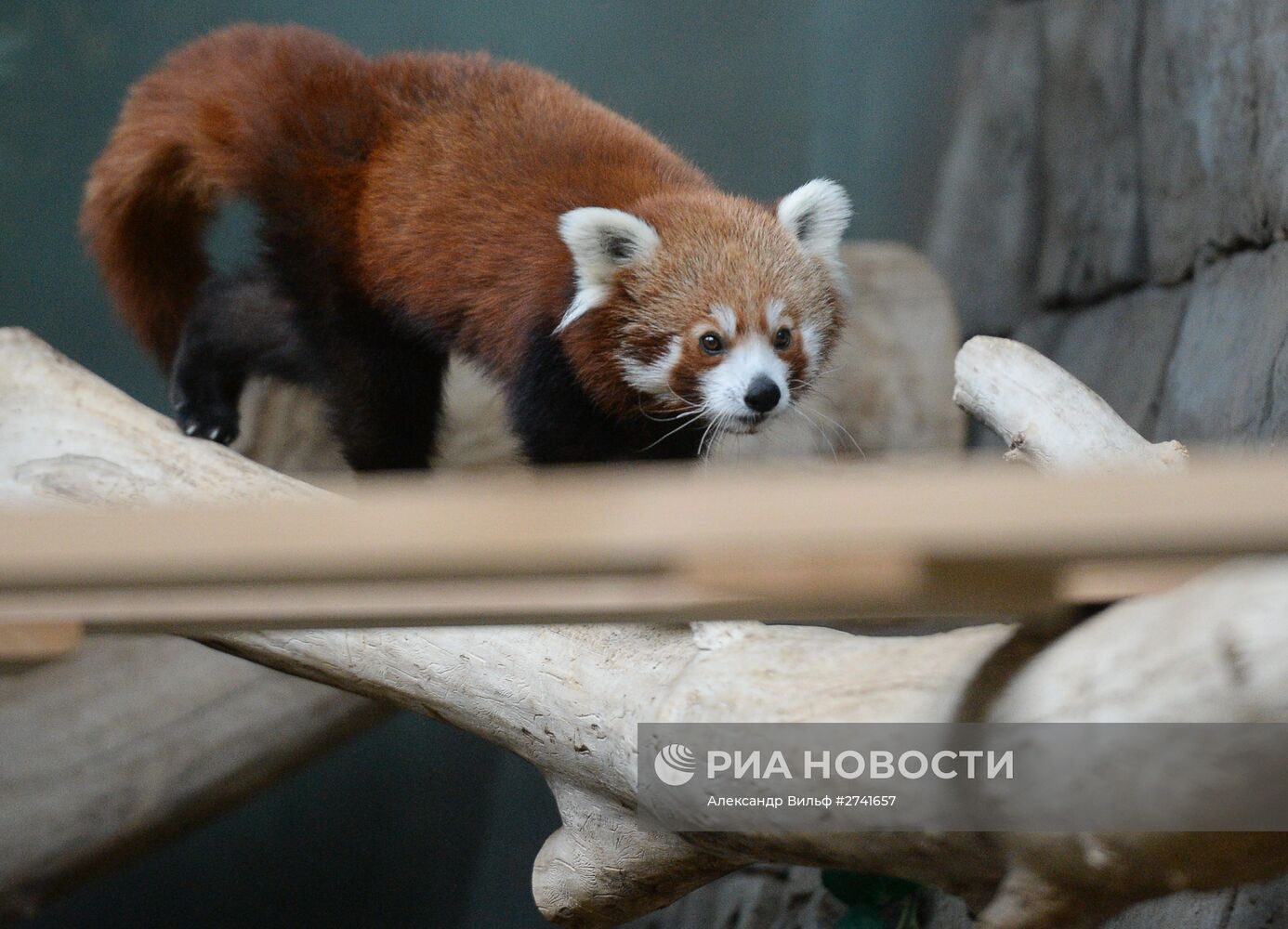 В Московском зоопарке появился самец красной панды