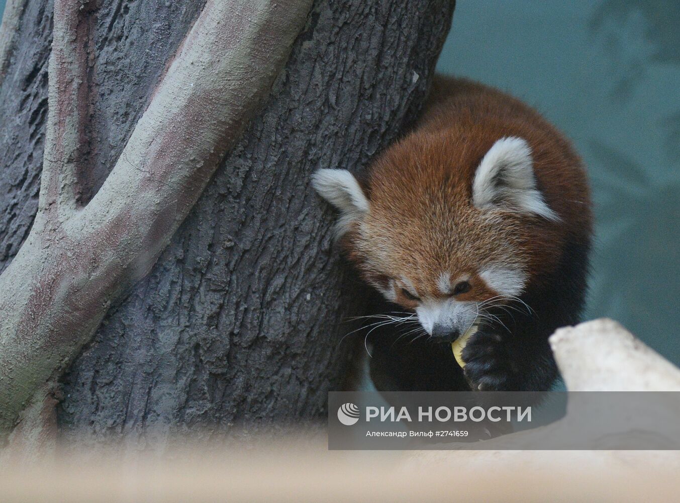 В Московском зоопарке появился самец красной панды