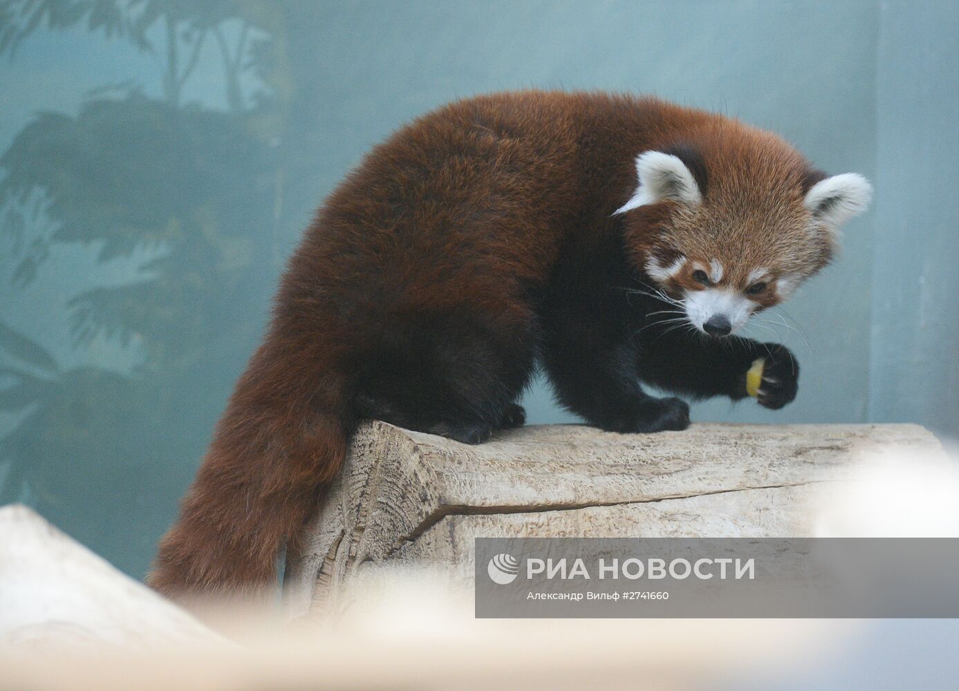 В Московском зоопарке появился самец красной панды