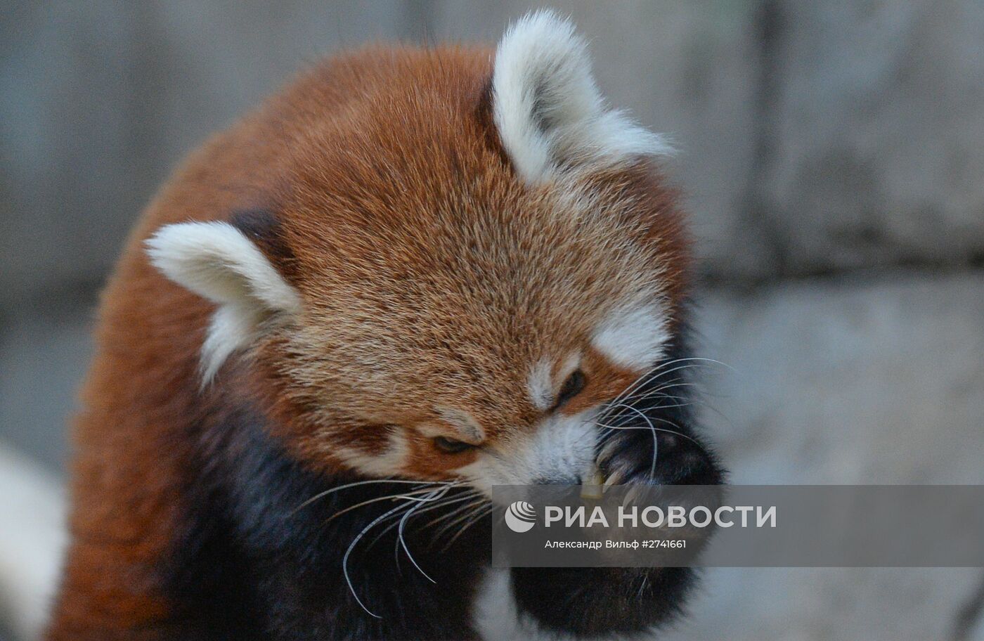 В Московском зоопарке появился самец красной панды