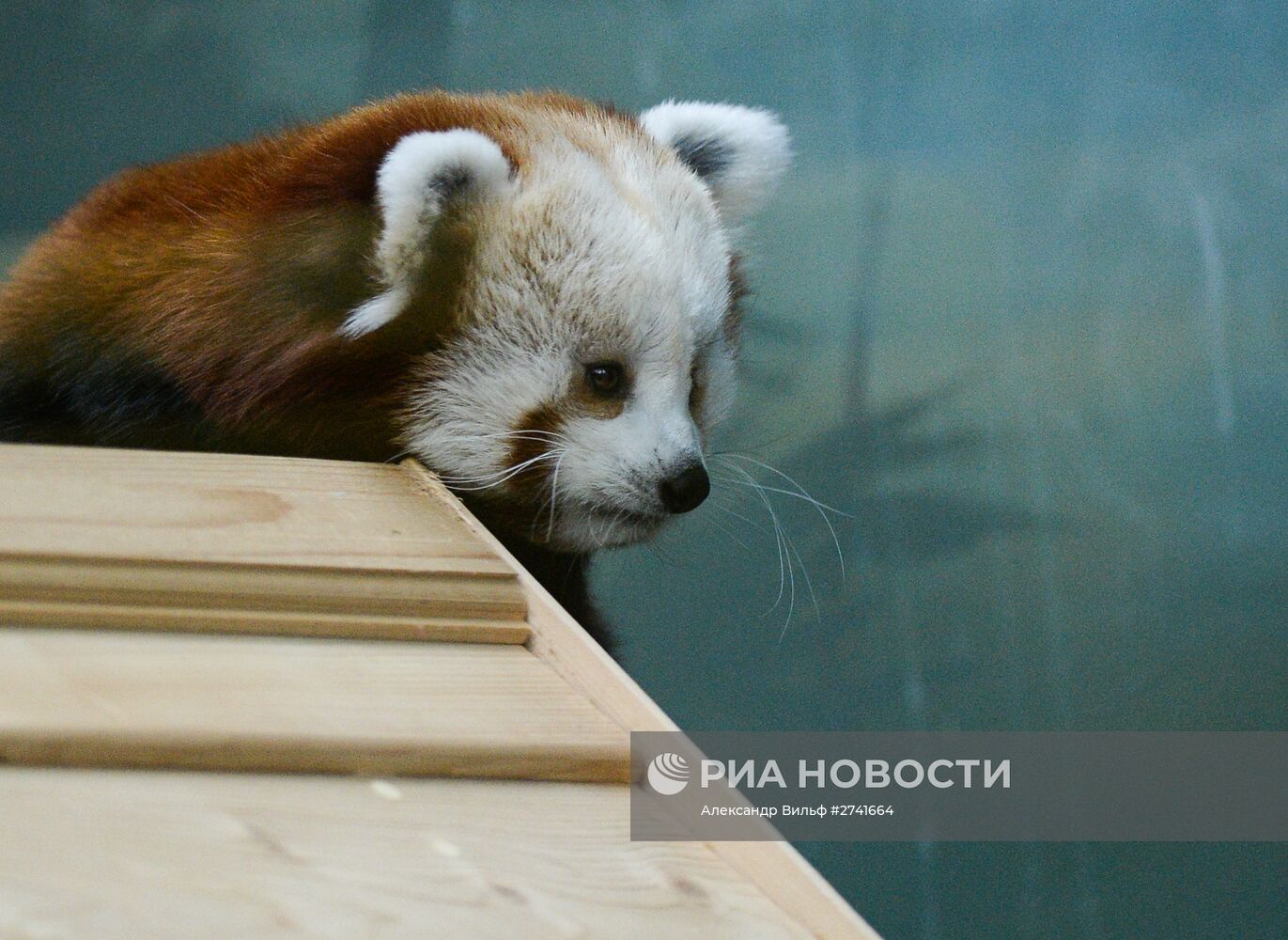 В Московском зоопарке появился самец красной панды