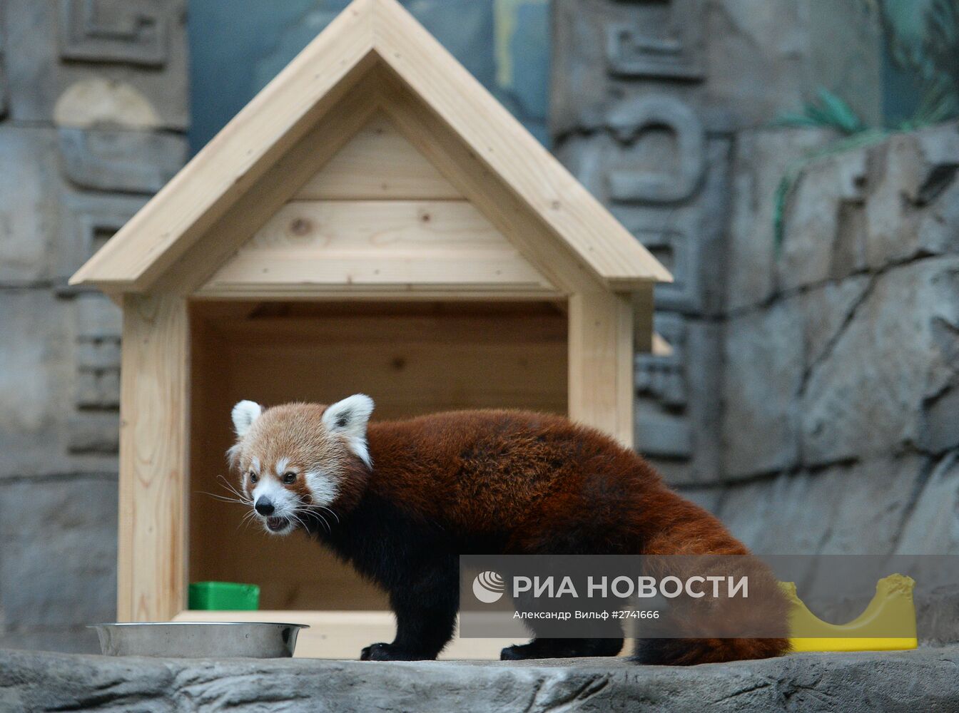 В Московском зоопарке появился самец красной панды