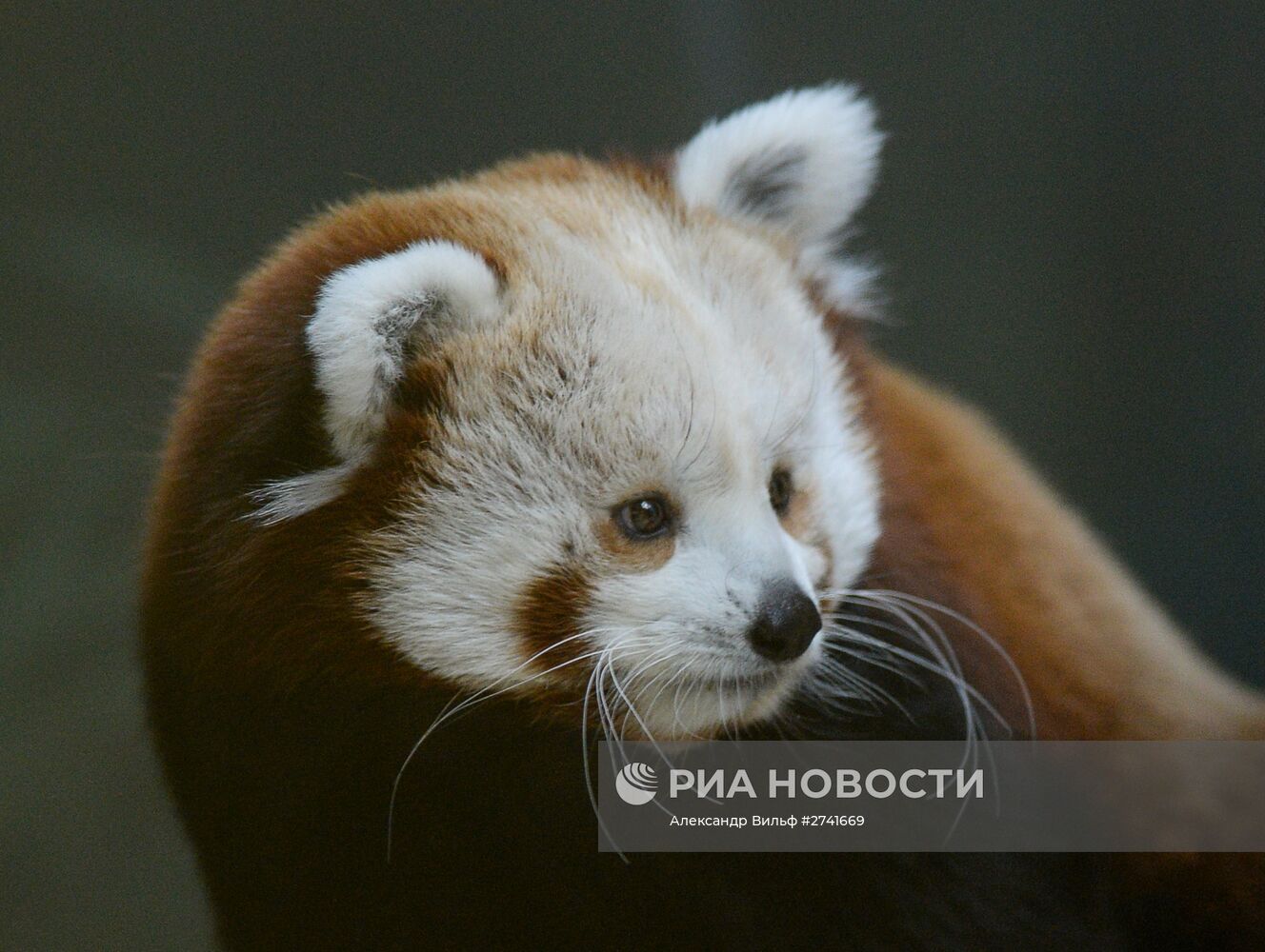 В Московском зоопарке появился самец красной панды