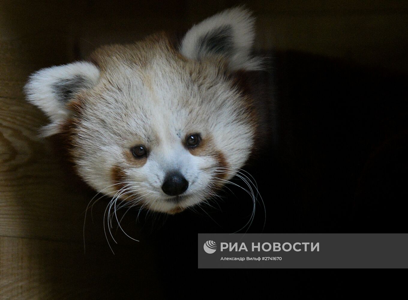 В Московском зоопарке появился самец красной панды