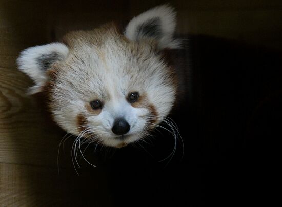 В Московском зоопарке появился самец красной панды