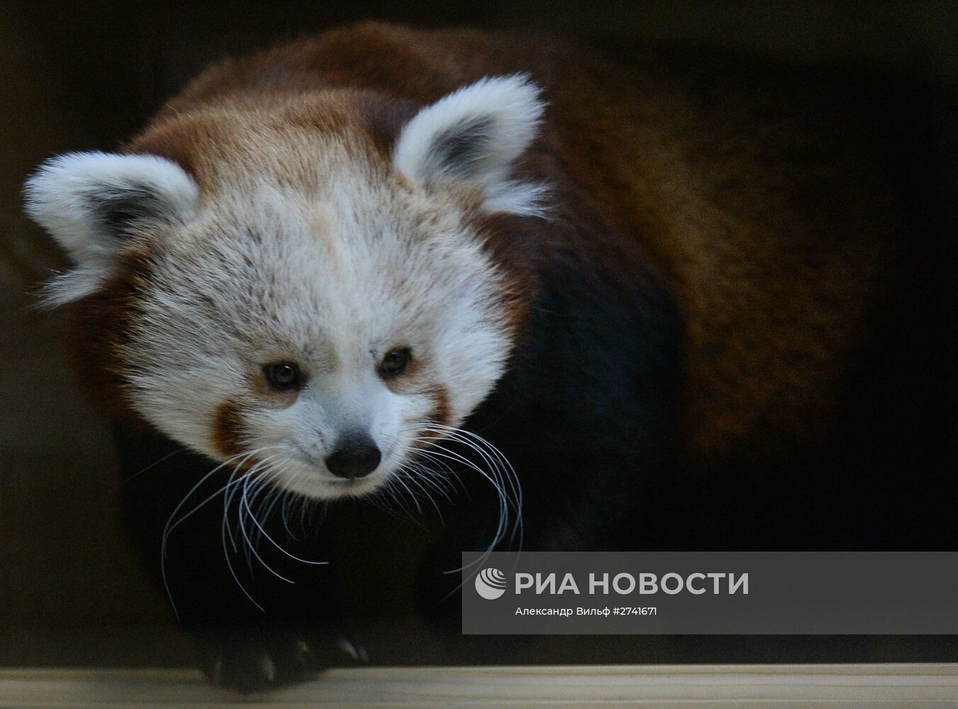 В Московском зоопарке появился самец красной панды