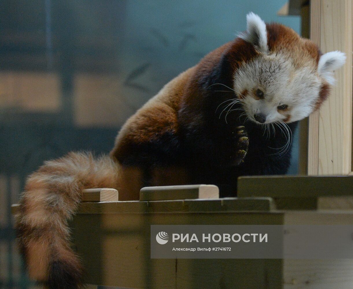 В Московском зоопарке появился самец красной панды