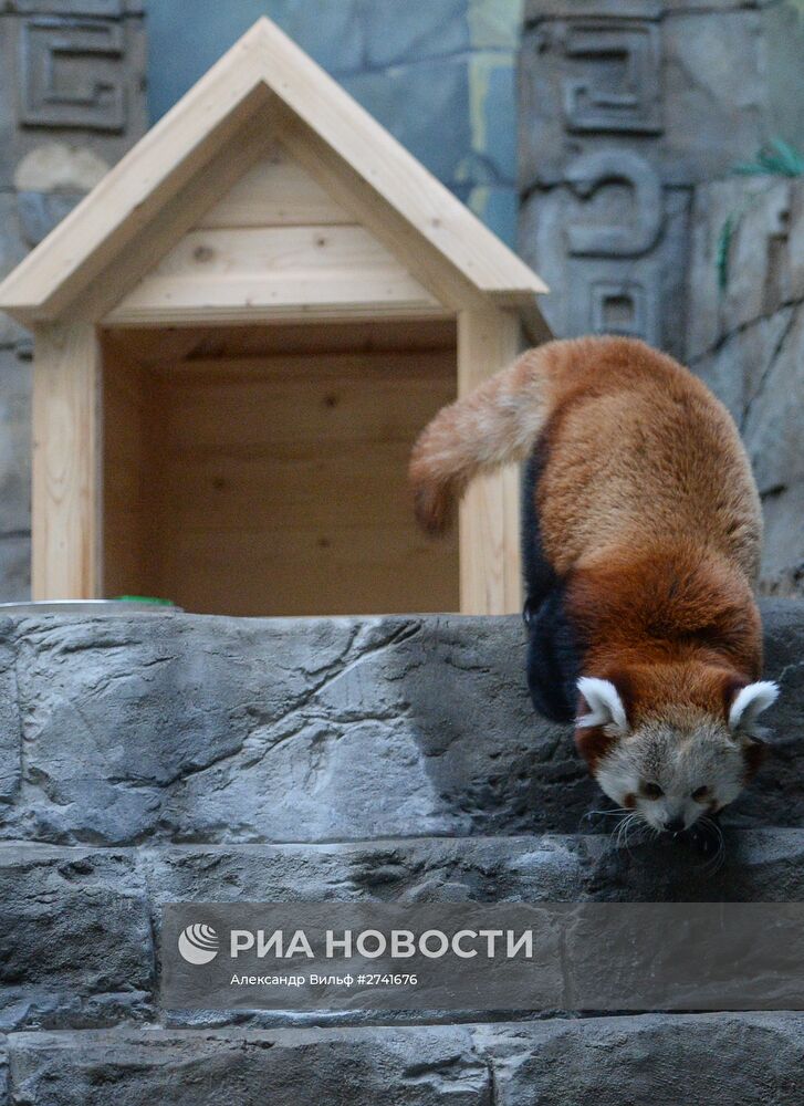 В Московском зоопарке появился самец красной панды