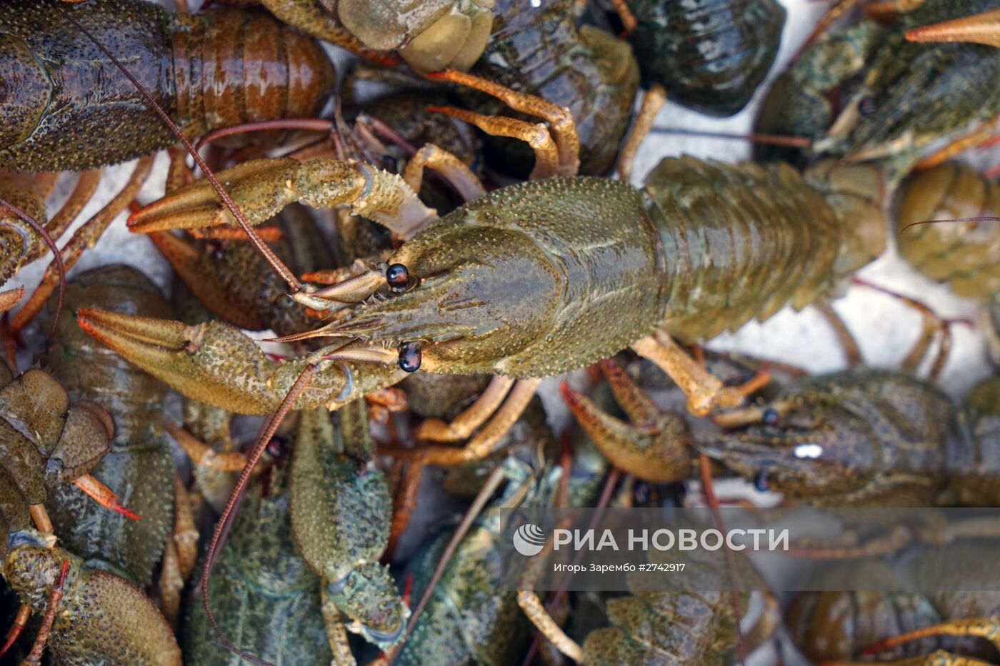 Ярмарка местных сельхозпроизводителей