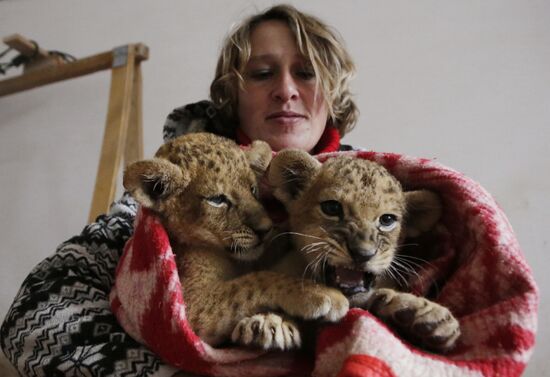 Сотрудники крымского парка "Тайган" укутывают замерзших львят одеялами