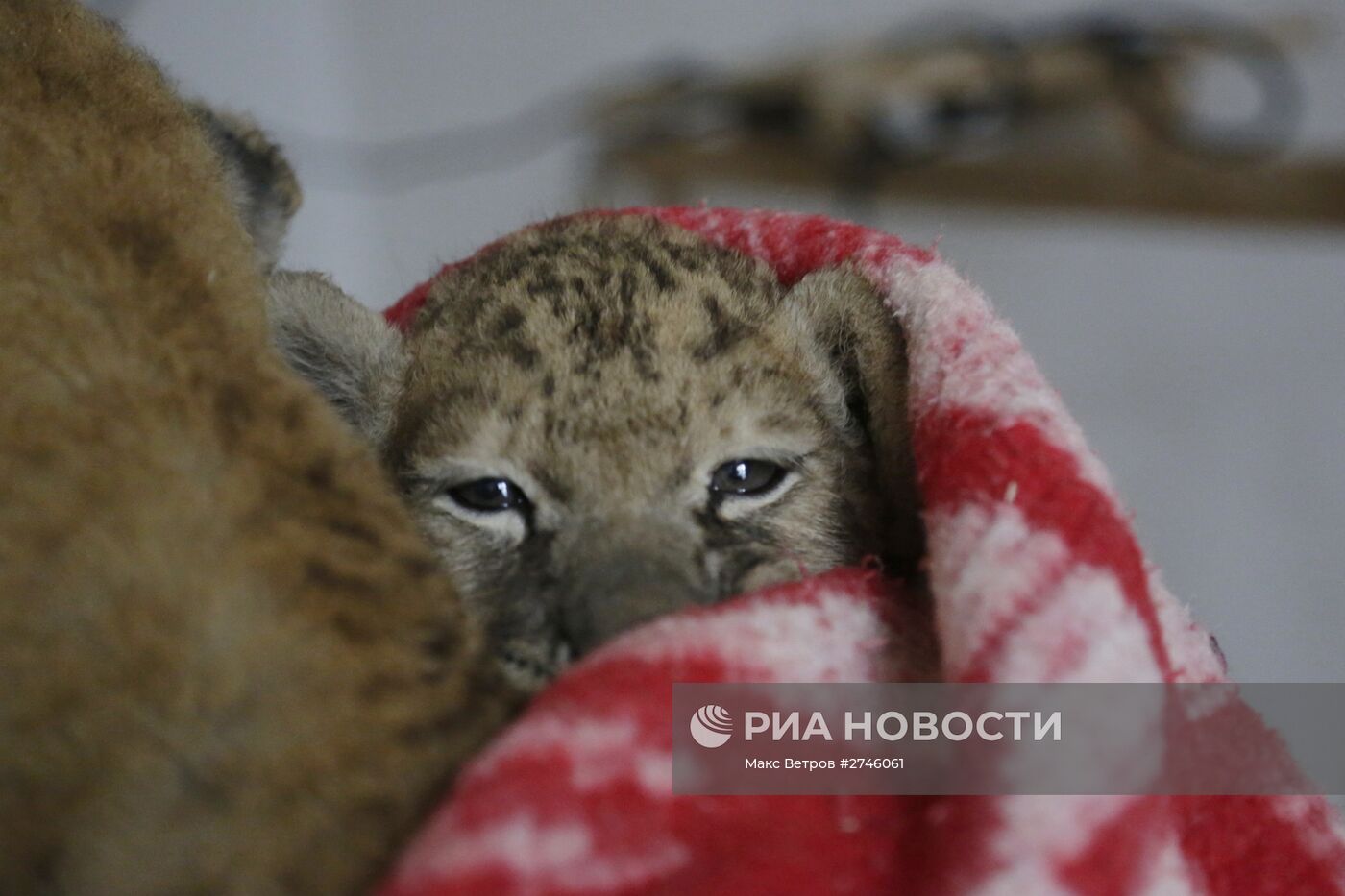 Сотрудники крымского парка "Тайган" укутывают замерзших львят одеялами