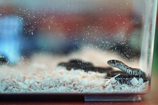 Передача черепах и змей от Центра передержки Департамента природопользования Московскому зоопарку