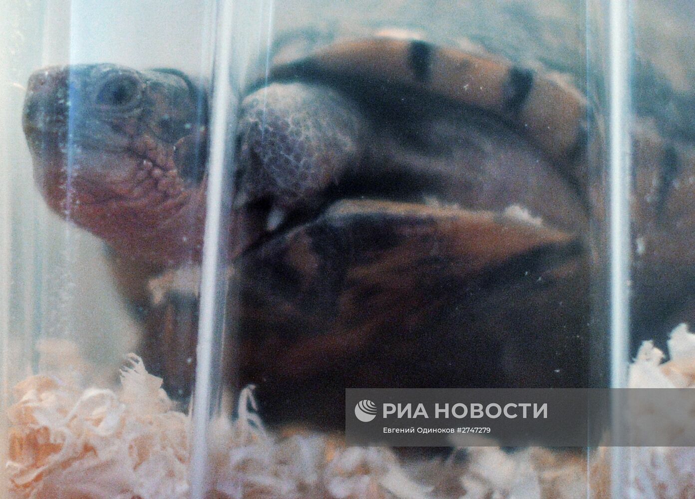 Передача черепах и змей от Центра передержки Департамента природопользования Московскому зоопарку