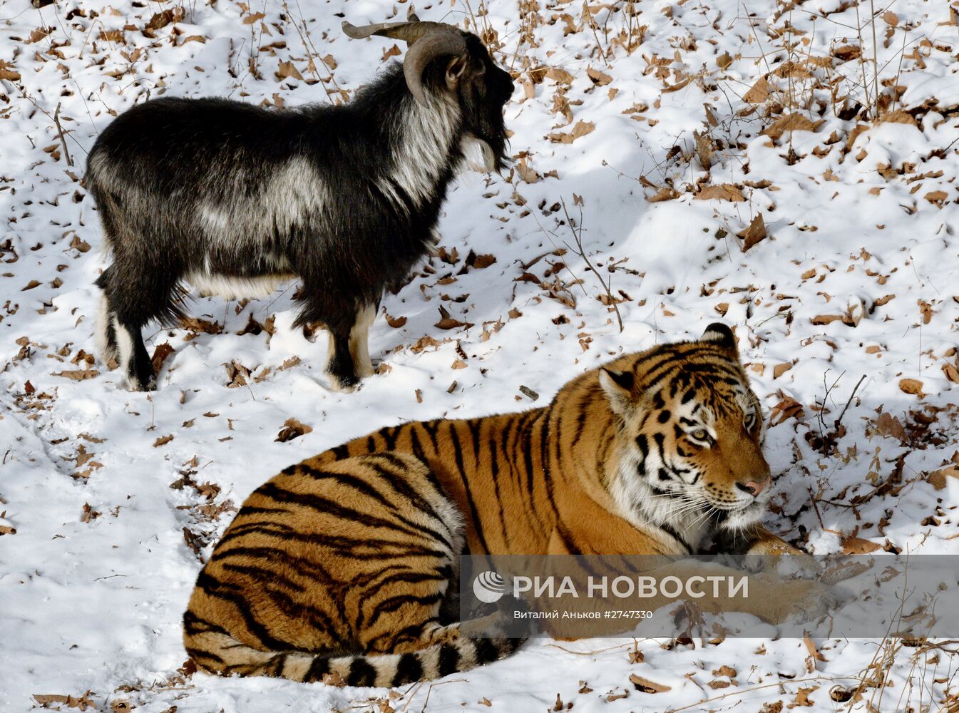 В Приморском Сафари-парке амурский тигр подружился с козлом