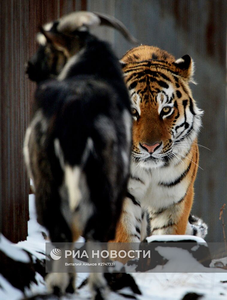 В Приморском Сафари-парке амурский тигр подружился с козлом