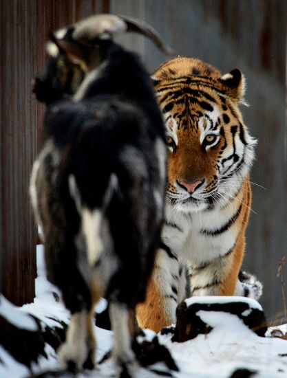 В Приморском Сафари-парке амурский тигр подружился с козлом
