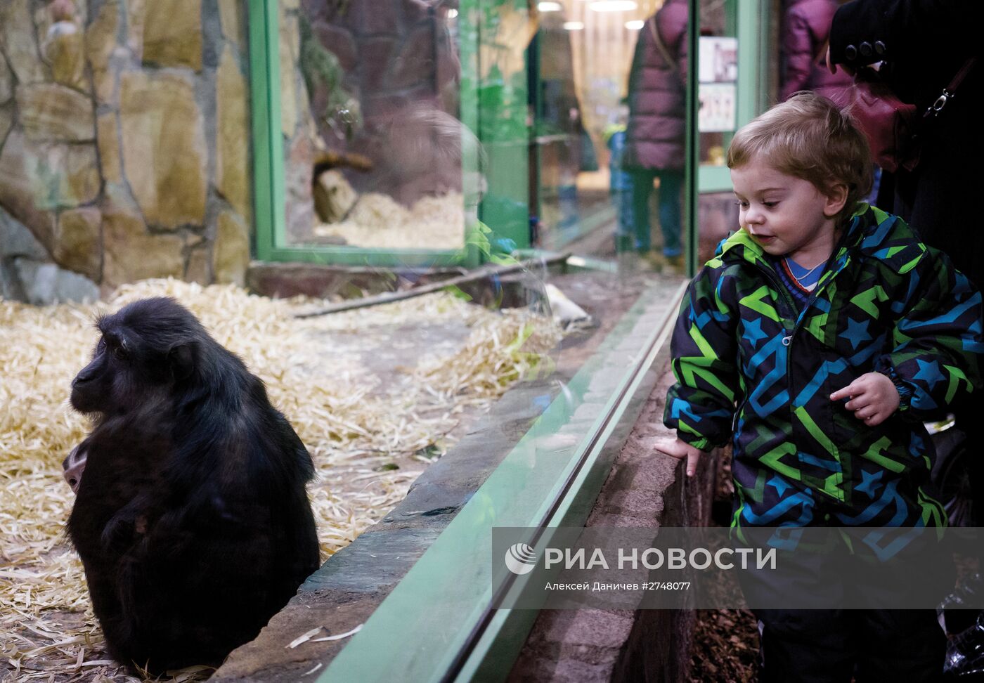 Редкая черная макака родилась в Ленинградском зоопарке