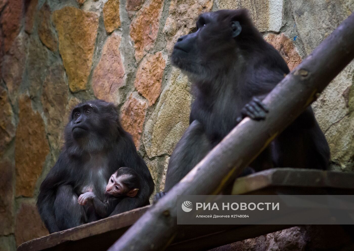 Редкая черная макака родилась в Ленинградском зоопарке