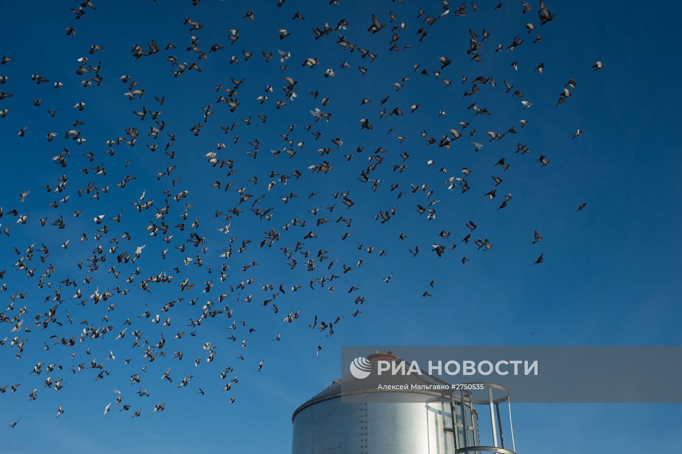Птицефабрика в Омской области