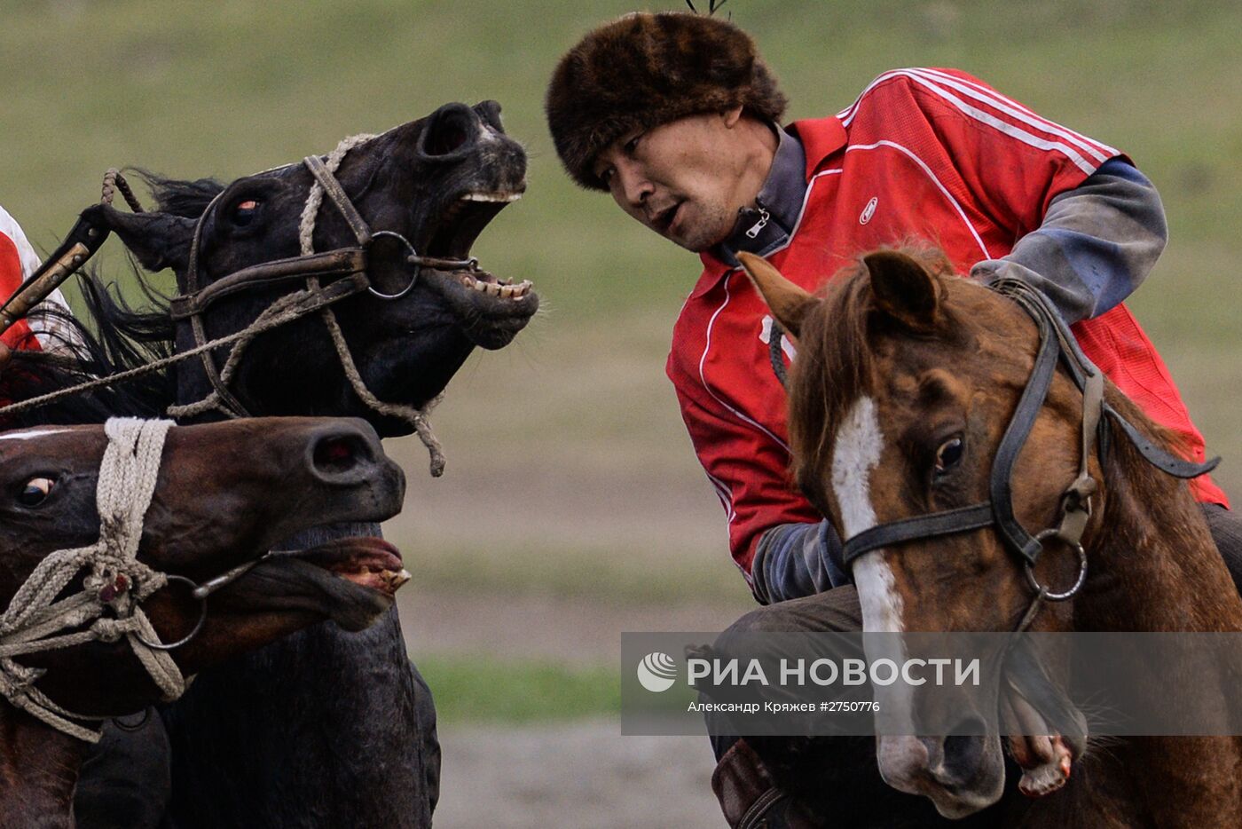 Соревнования по кок бору, в рамках празднования 150-летия единения теленгитов с Россией