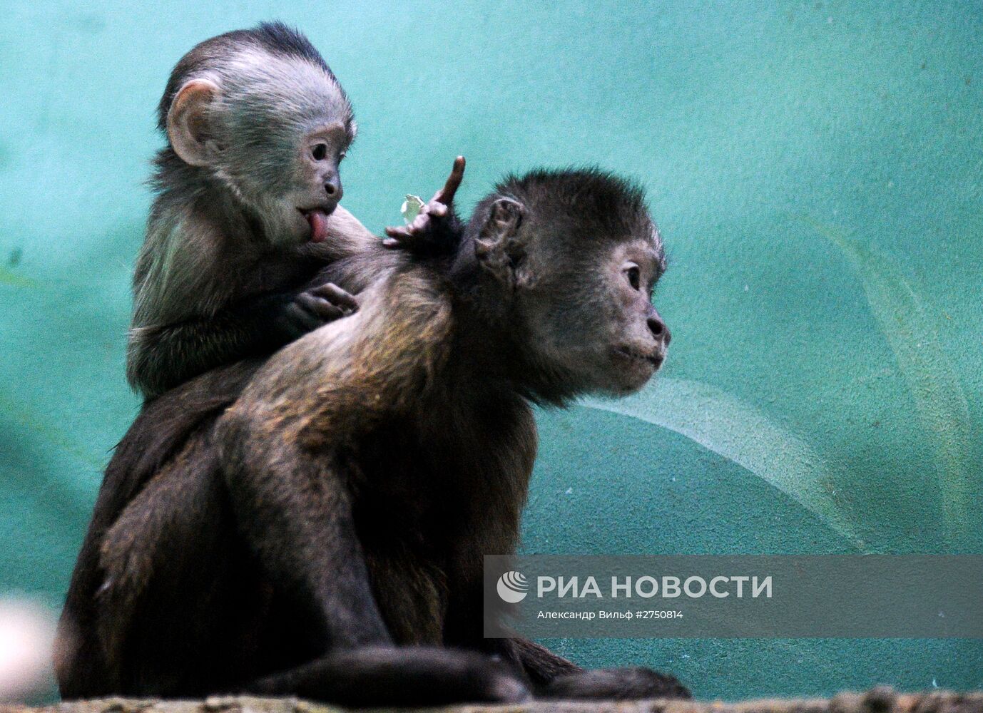 Обезьяны в Московском зоопарке