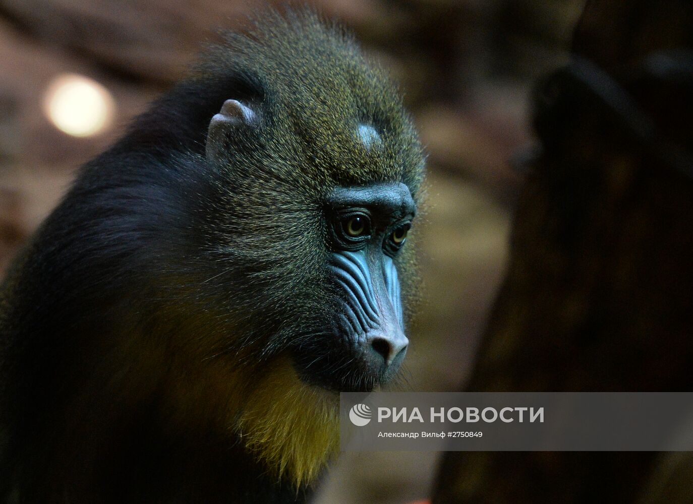 Обезьяны в Московском зоопарке