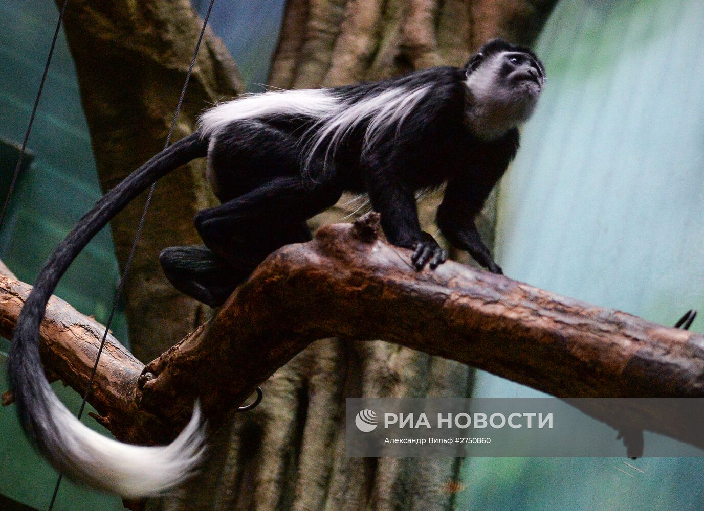 Обезьяны в Московском зоопарке