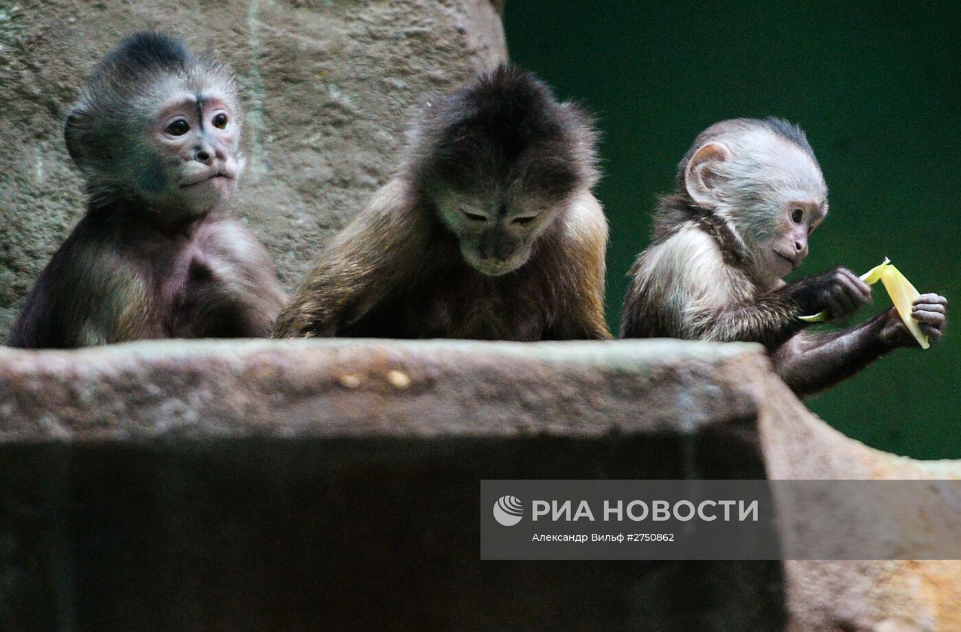 Обезьяны в Московском зоопарке