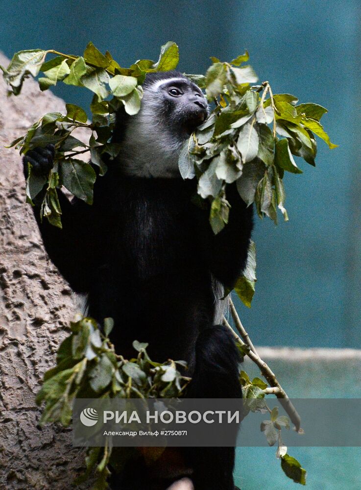 Обезьяны в Московском зоопарке