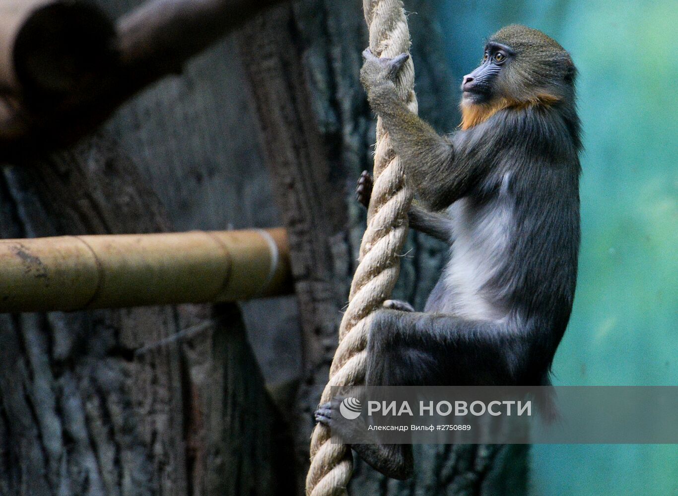 Обезьяны в Московском зоопарке