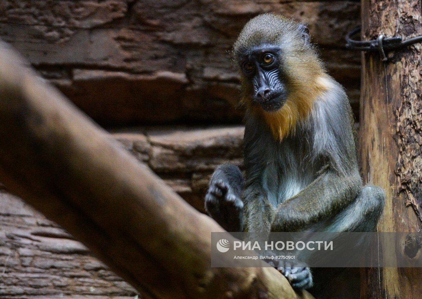 Обезьяны в Московском зоопарке