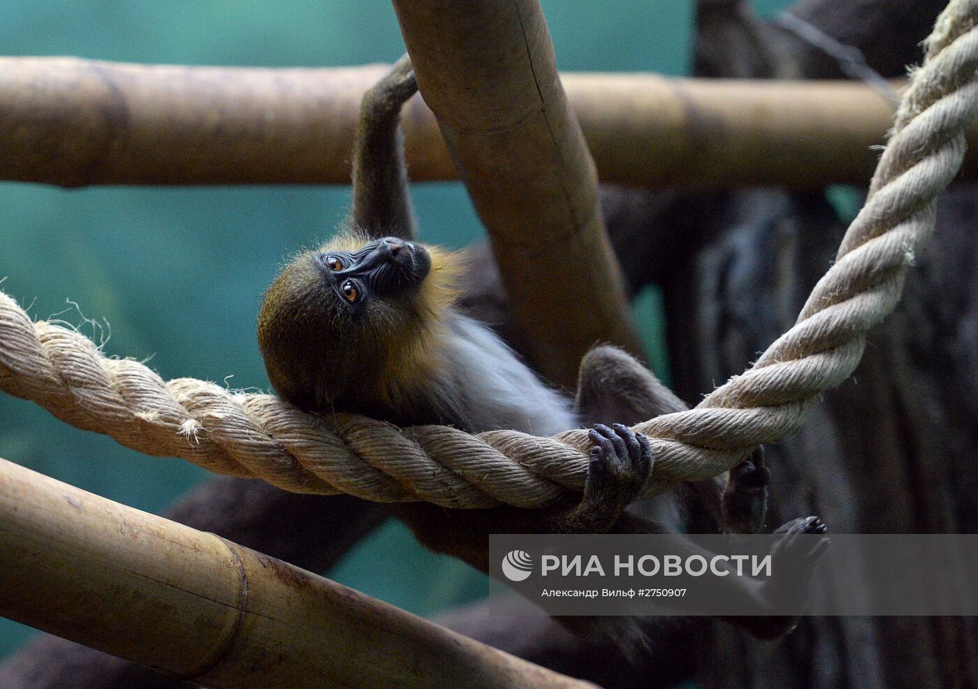 Обезьяны в Московском зоопарке