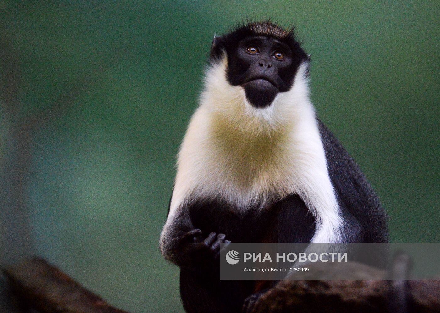 Обезьяны в Московском зоопарке