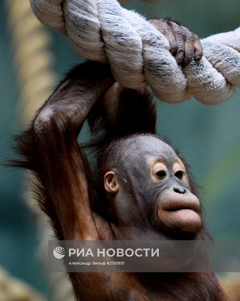 Обезьяны в Московском зоопарке