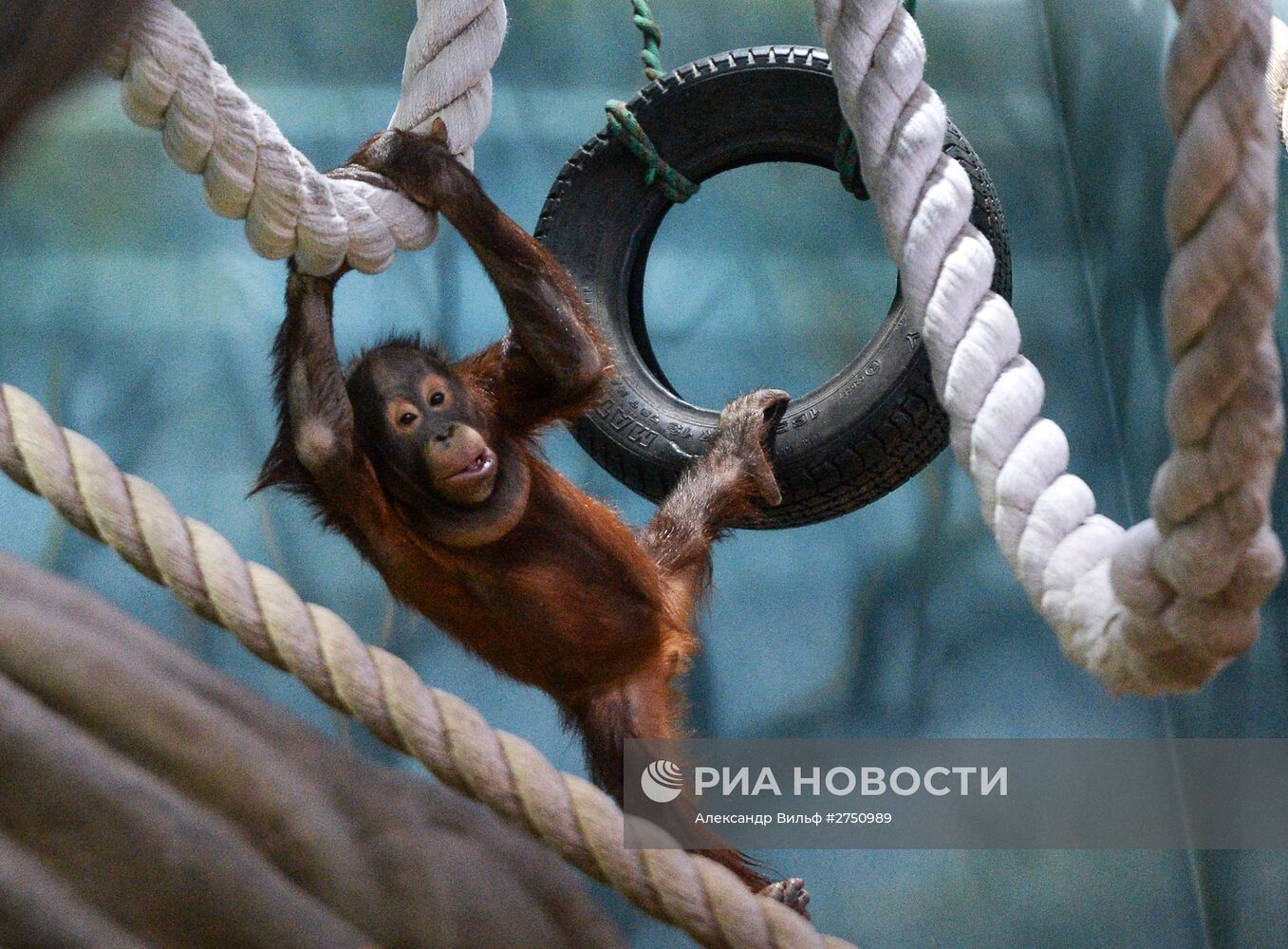 Обезьяны в Московском зоопарке