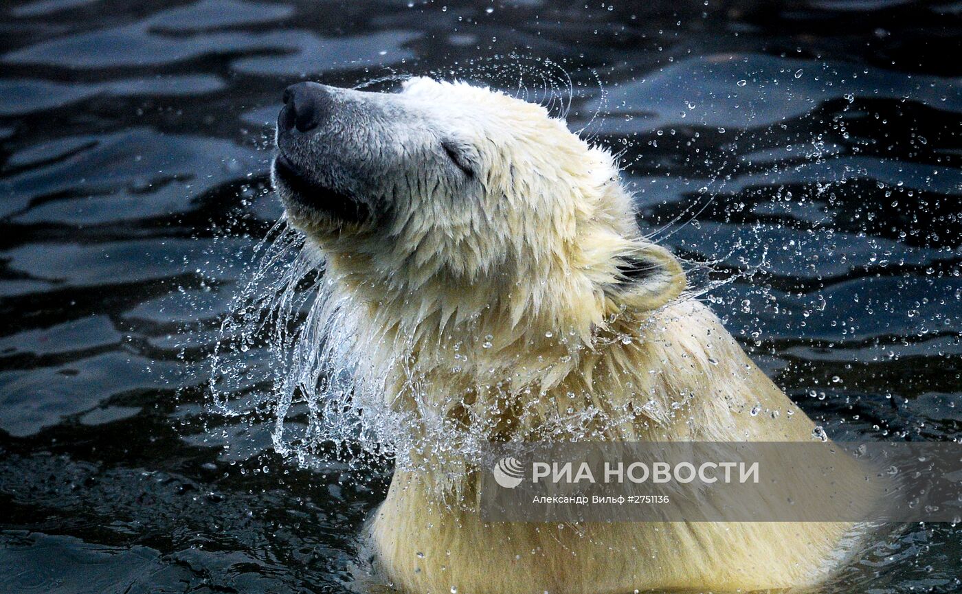 Белые медведи в Московском зоопарке