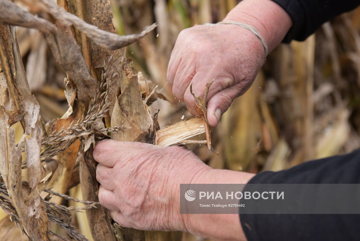 Уборка кукурузы в Абхазии