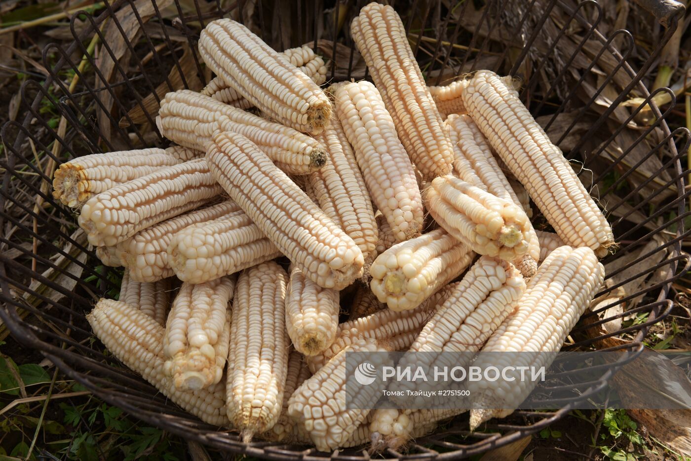 Уборка кукурузы в Абхазии