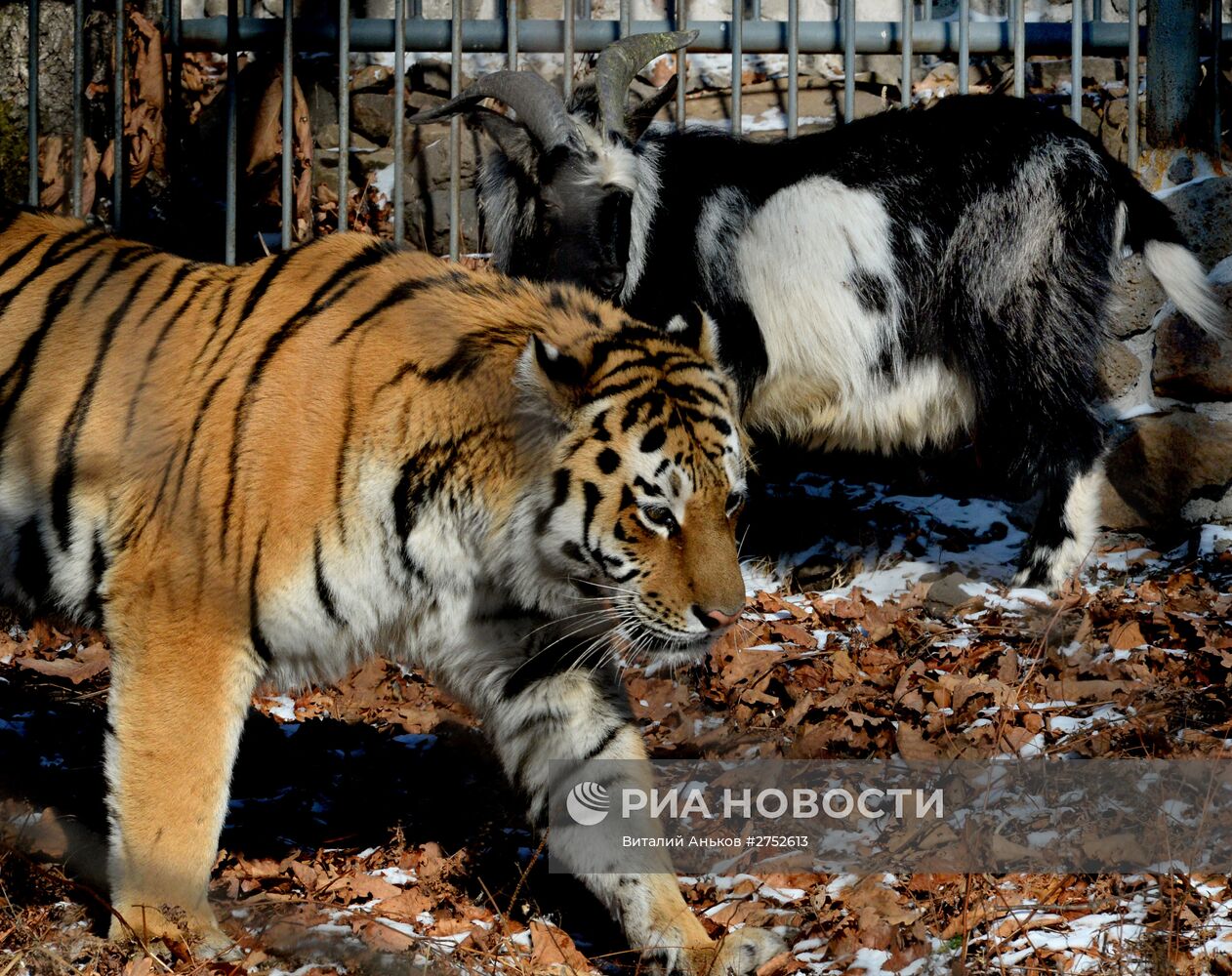 Дружба козла Тимура и тигра Амура
