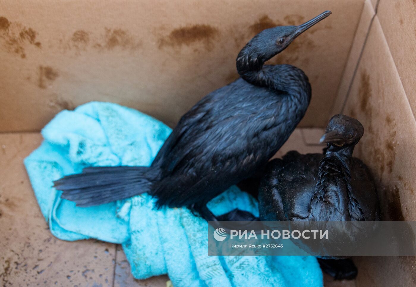 На Сахалине спасают птиц после нефтяного разлива