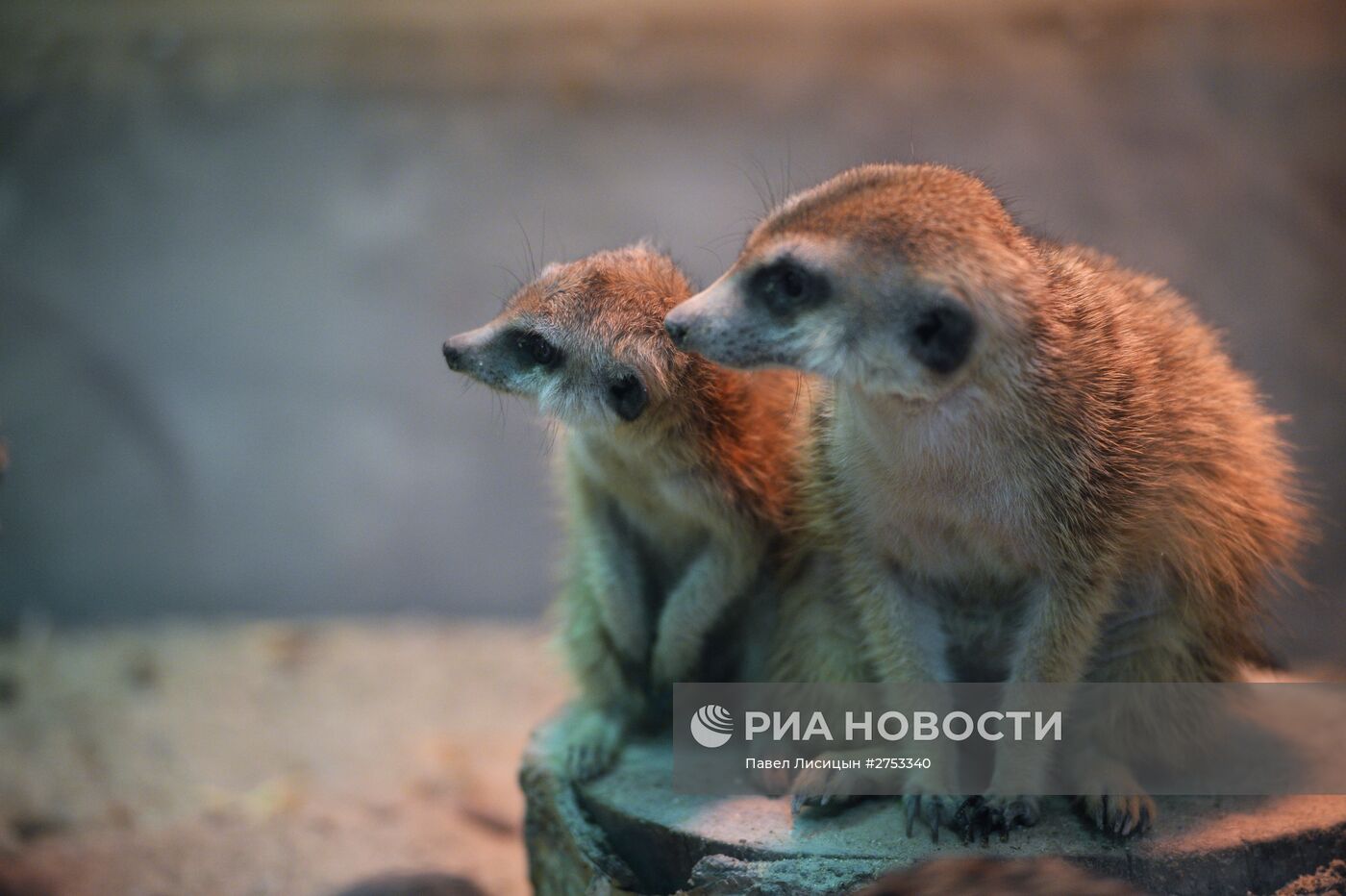 Новые обитатели Екатеринбургского зоопарка