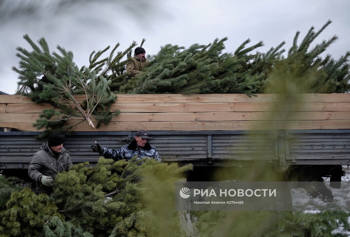 Заготовка елок в Самарской области
