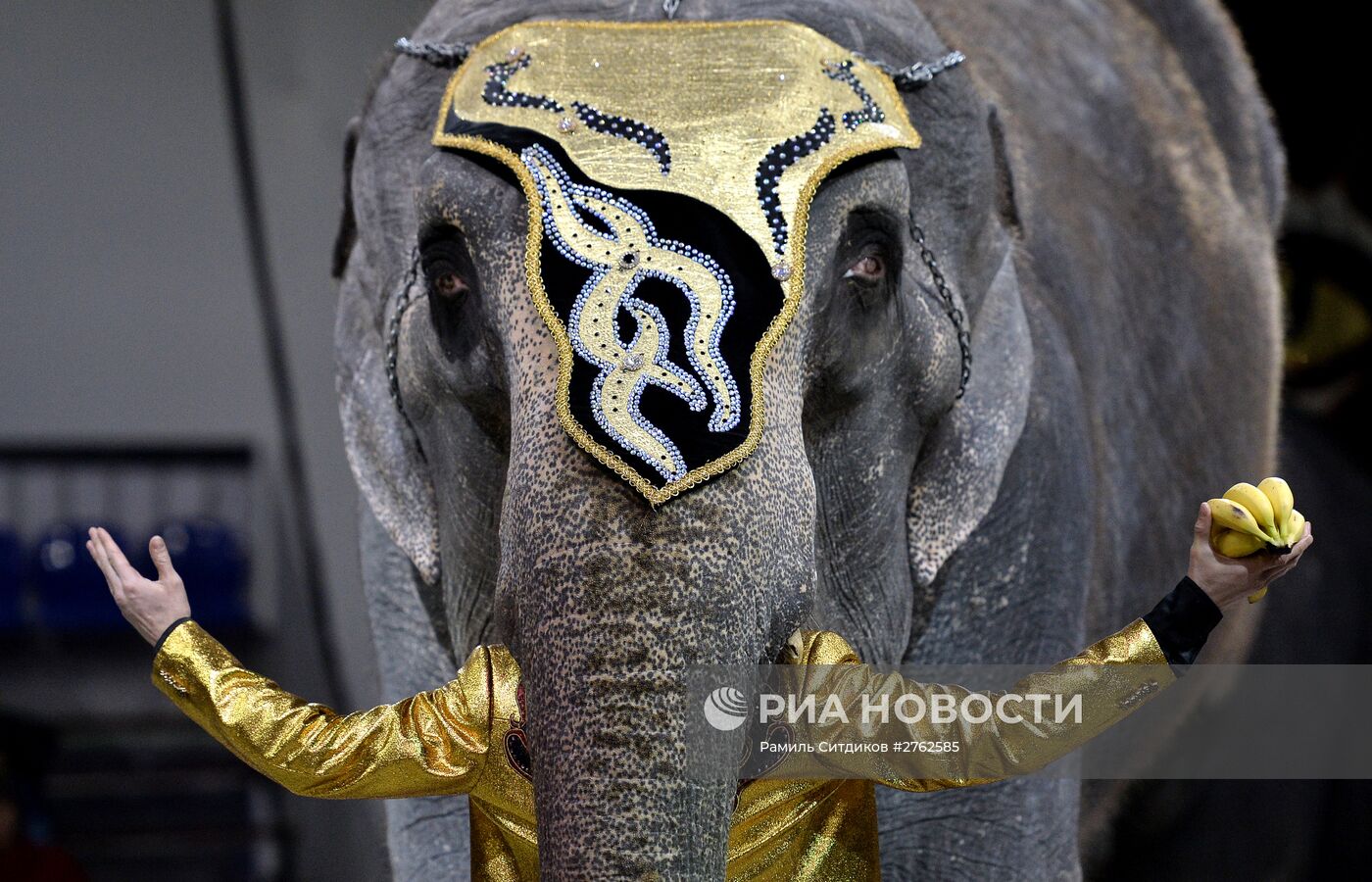 Премьера Новогодней программы Цирка больших зверей