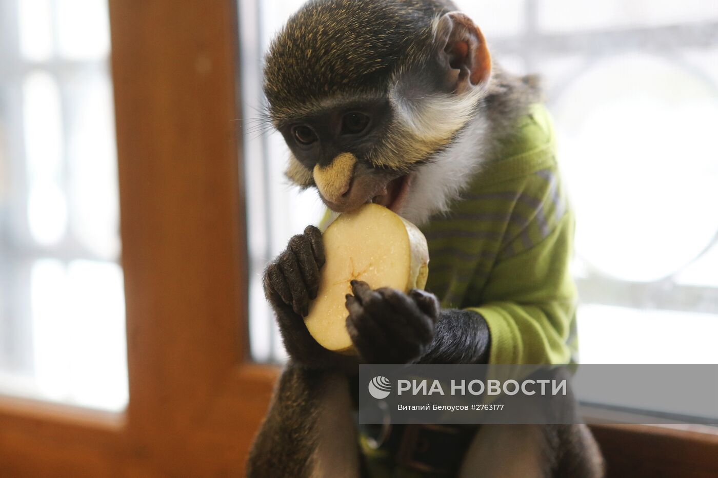Обезьяна Юппи живет в московской семье